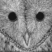 owl close-up