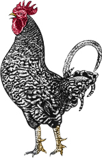 rooster